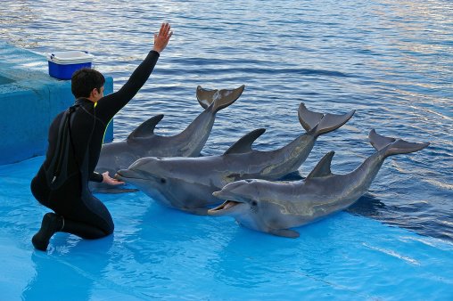 ComplotsFaciles's tweet photo. Partage si toi aussi tu penses que les dauphins ne devraient pas faire partie des jeunesses Hitleriennes ! https://t.co/oSlVE547PQ