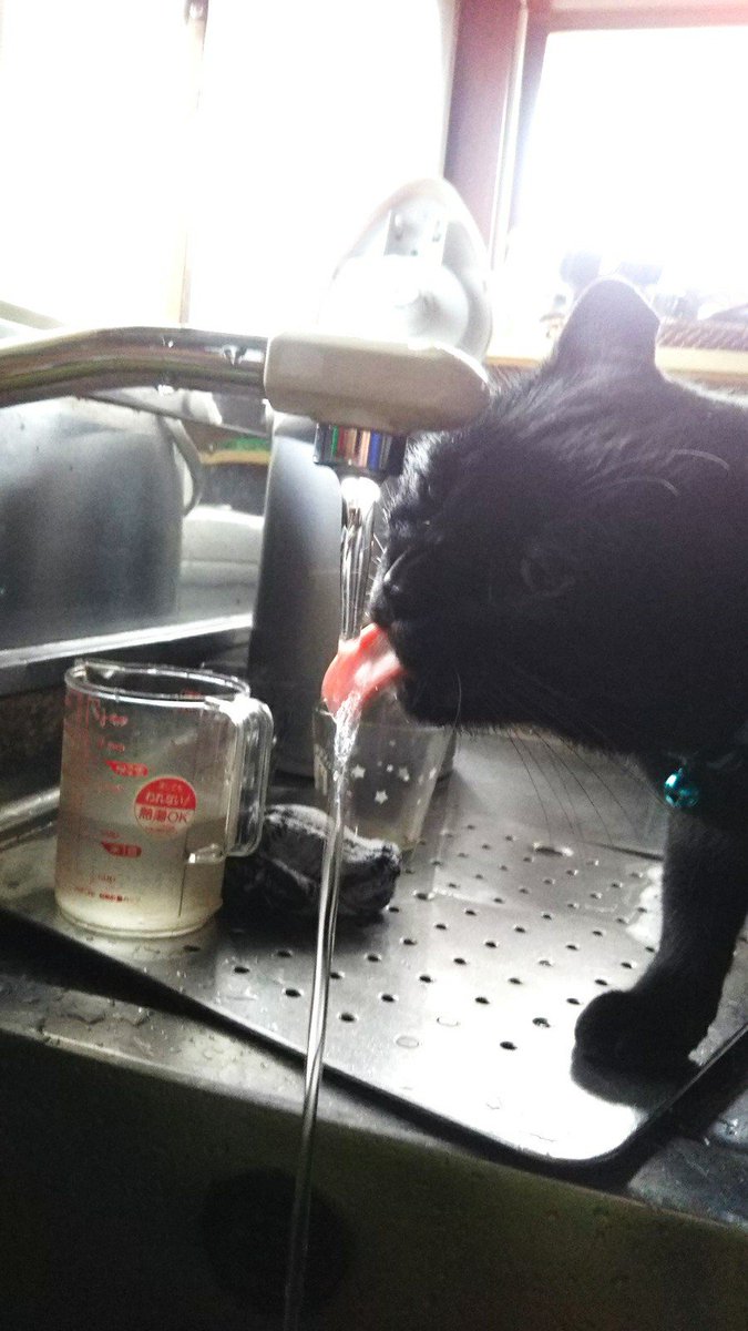 インスタ映えが原因で捨てられる黒猫が急増 批判殺到と同時にかわいい黒猫がたくさん集まったよ Togetter インスタ映えが原因で捨てられる黒猫が急増 批判殺到と同時にかわいい黒猫がたくさん集まったよ Togetter