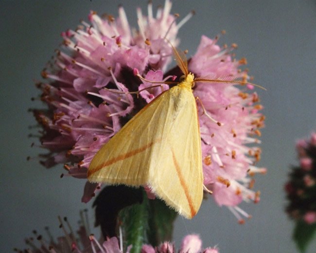BC_Highland's tweet photo. The Vestal. This delicate little moth is a regular migrant to southern Britain, sometimes breeding in stubble fields during hot summers. It is scarcer northwards and not annual in our area, but a few reach Shetland on southerly winds.   #creditRLeverton #teammoth @savebutterflies https://t.co/8RB5u1qDZJ