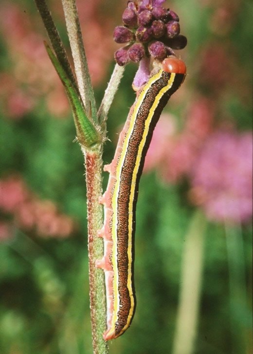 BC_Highland's tweet photo. Broom Moth.The striking colours and pattern of the Broom Moth caterpillar  probably combine elements of disruptive and warning camouflage, as sometimes feeds quite openly by day. Whether it is indeed unpalatable is unclear. 
#creditRLeverton #teammoth @savebutterflies https://t.co/1tcZk4W0Cz