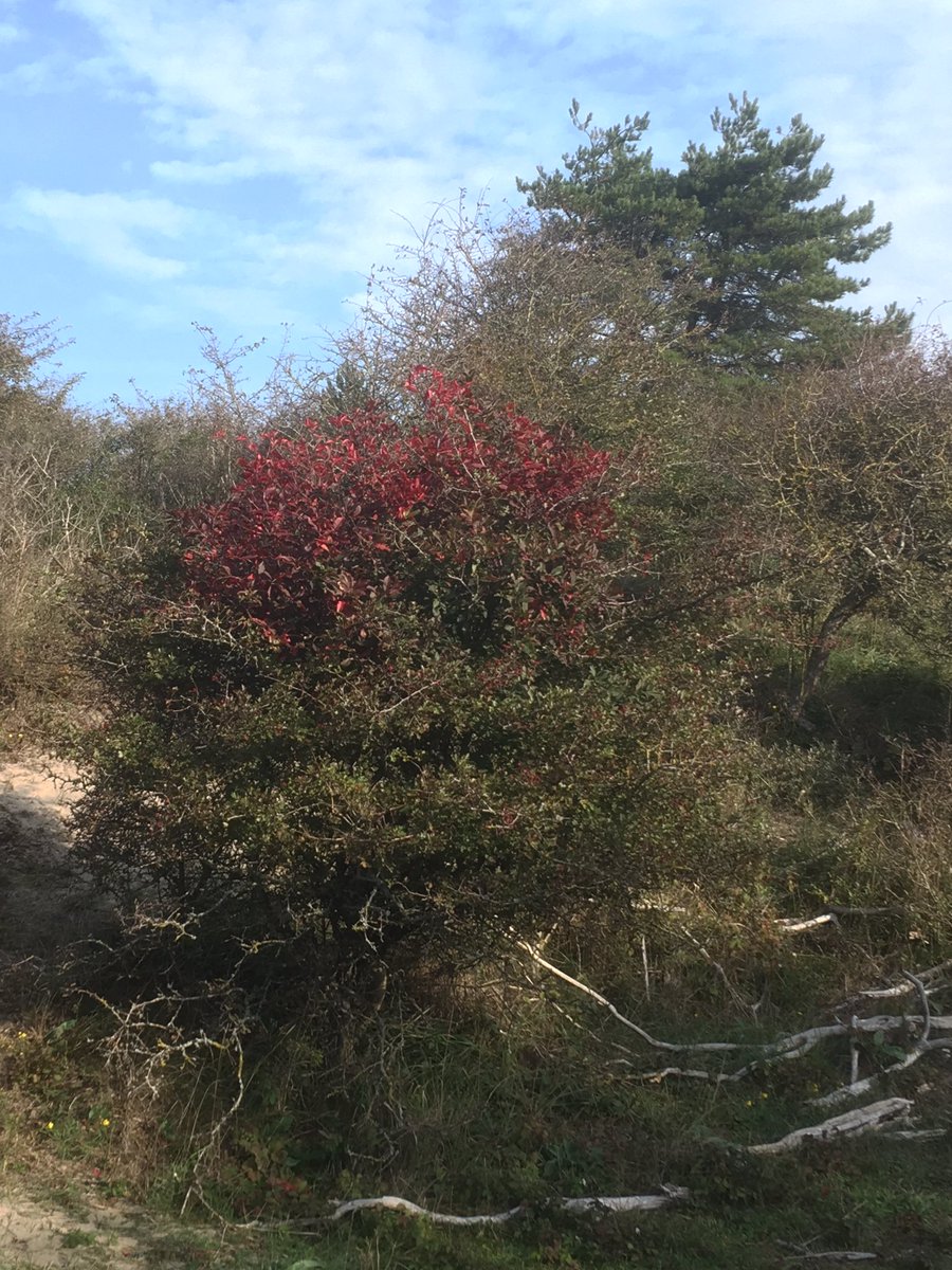 Boswachter Theo tweet media