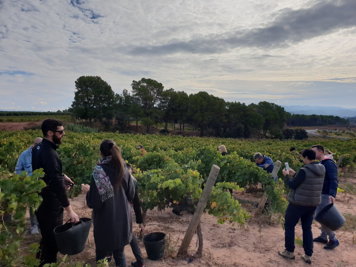 Cellerelmoli's tweet photo. Comencem a collir el raïm! #verema #entrevinyes2018 #collir #raim #collbaiz https://t.co/7c66coBEkE