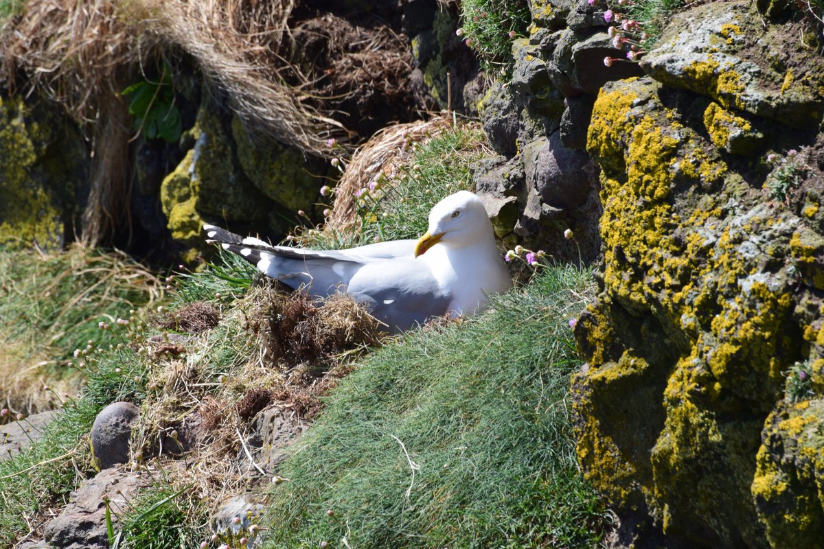 JNCC_UKseabirds's tweet photo. #SeabirdsCount had an appearance on #countryfile last night! If you missed the episode you can catch it on @BBCiPlayer here: https://t.co/BDD6b26zHf
A huge thank you to those #CensusLegends, who took the time to speak to the crew about the project!
#seabirds #conservation https://t.co/wlcm7MfZFu