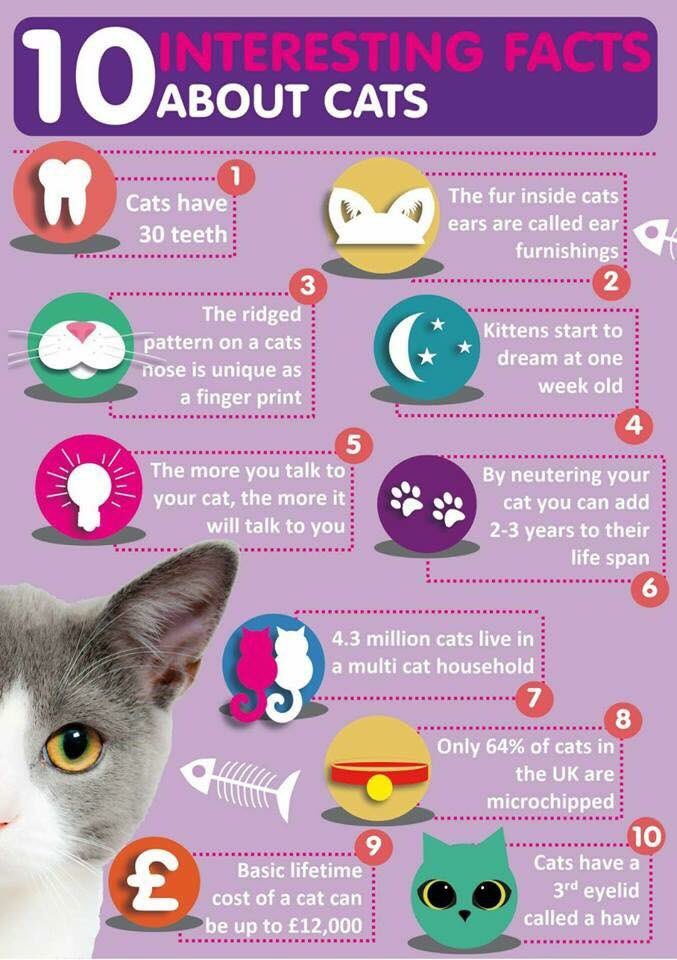 10 interesting facts about cats