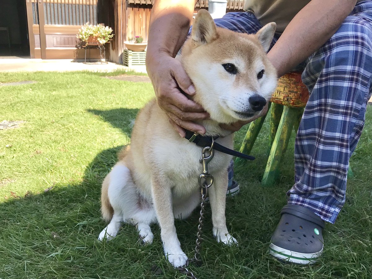 Inubot على تويتر 犬が数少ない気を許してる親戚のおっちゃんと おっちゃんの右足を尻で踏んでる犬