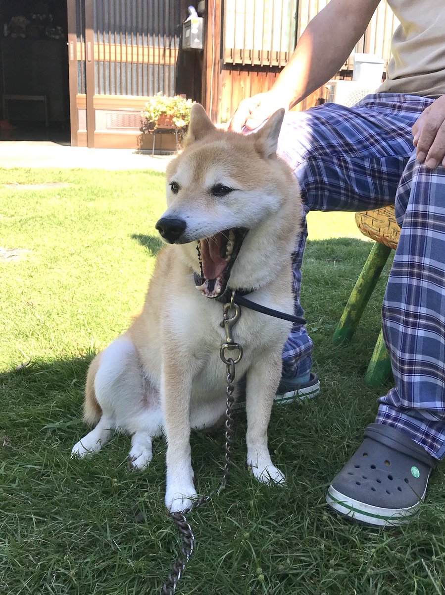 Inubot على تويتر 犬が数少ない気を許してる親戚のおっちゃんと おっちゃんの右足を尻で踏んでる犬