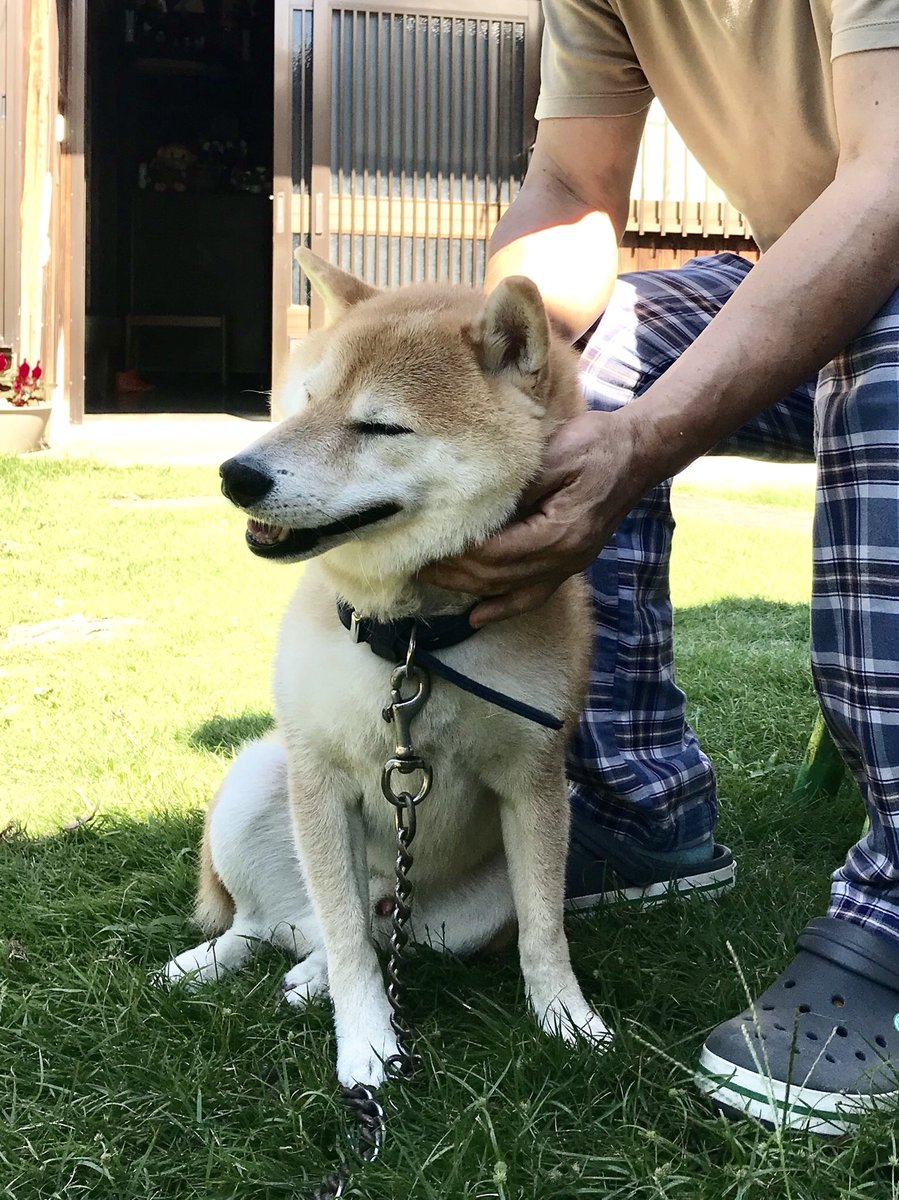 Inubot على تويتر 犬が数少ない気を許してる親戚のおっちゃんと おっちゃんの右足を尻で踏んでる犬