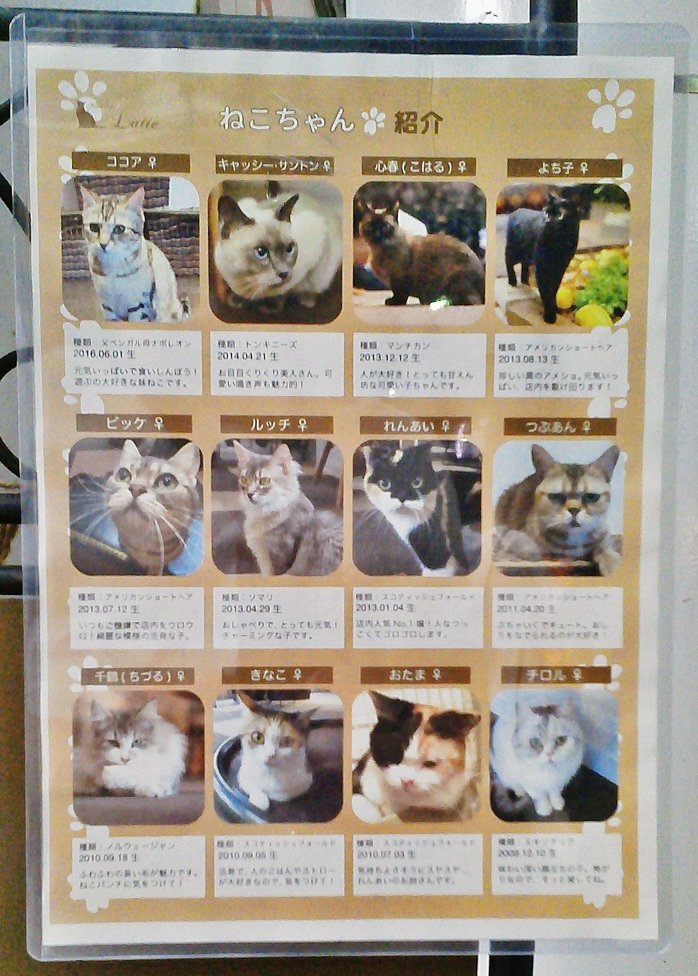 大野田健 秋の夜長 猫ちゃん達と寛ごうて ねこカフェ Latte らて 新潟県長岡市 アオーレ長岡隣 大手通交差点角 安栄館ビル4f 上越新幹線 長岡駅西口から徒歩3分程 世界中のネコちゃん達に平和な日々を 赤ちゃん じさばさgo 県立動物愛護