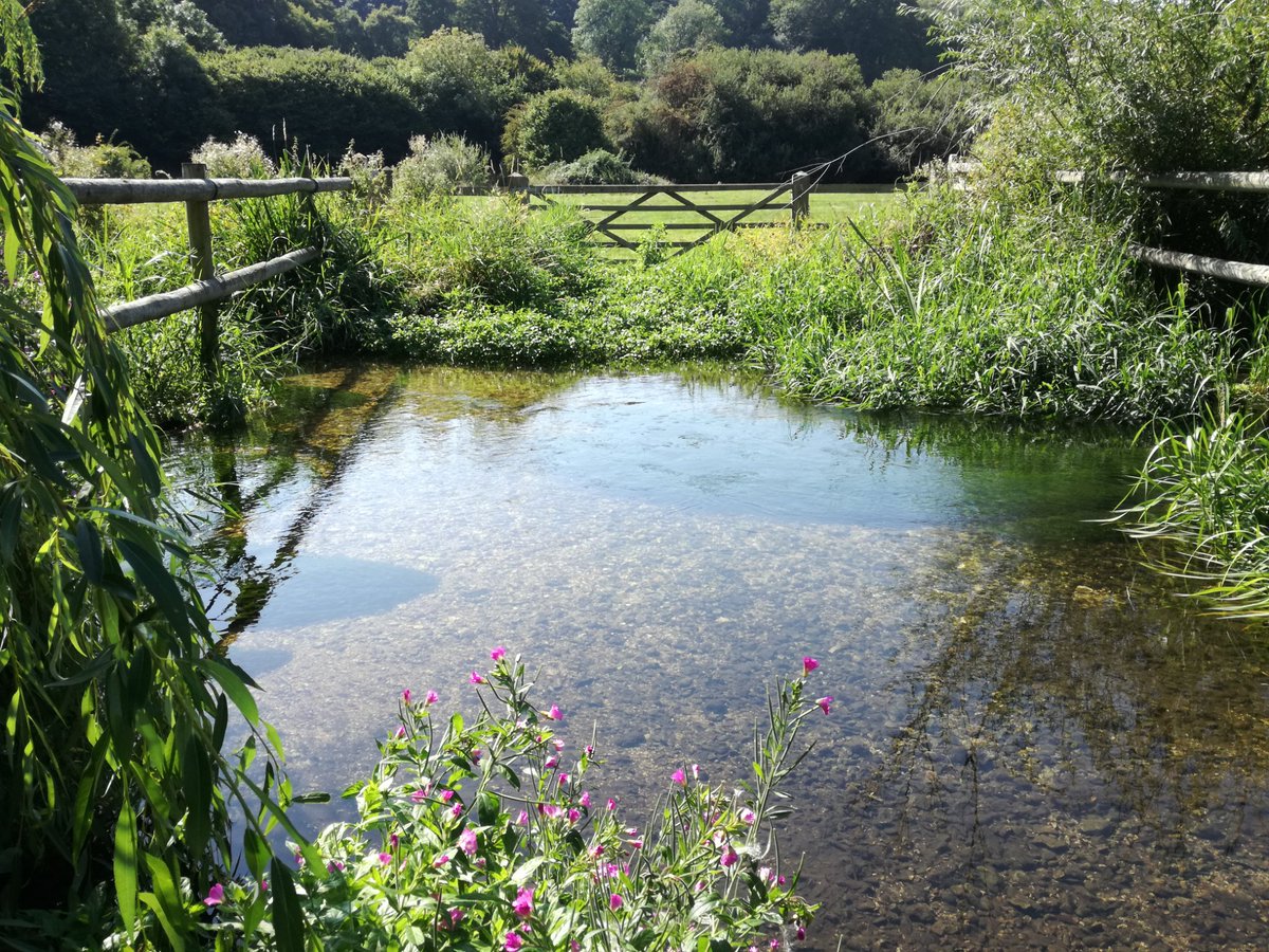 JerryRhum's tweet photo. Pristine southern uk chalk stream. Making the most of the end of the sunny weather yesterday https://t.co/yJIGU2Xr3x
