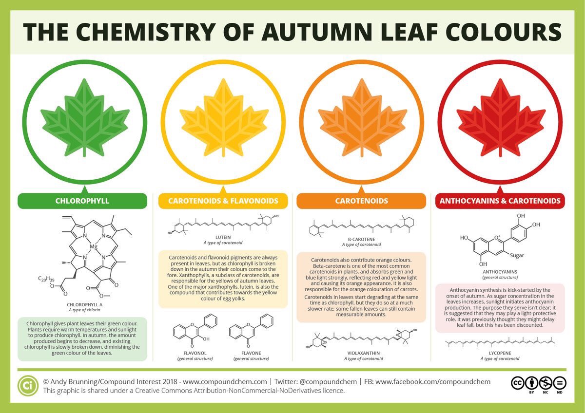 metabolomics's tweet photo. Now that it’s turning autumnal 🍂🍁the #metabolome of leaves are changing in part due to xanthophylls, carotenoids and anthocyanins 🎨 
Glorious autumnal infographic from @compoundchem https://t.co/ftLSN17UTL