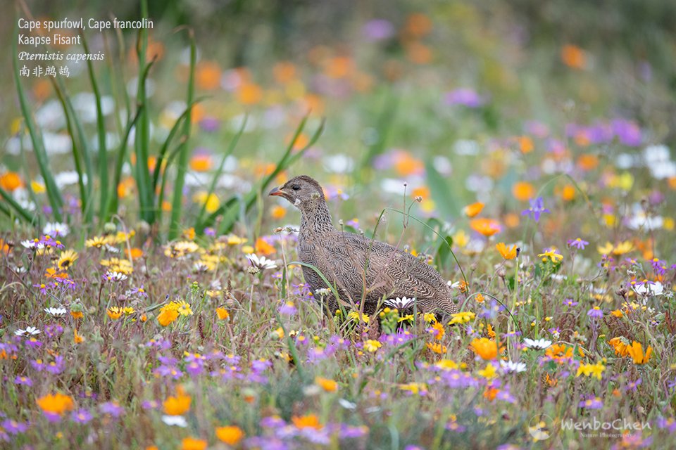 The cape spurfowl and wildflower, which one is more beautiful? (West Coast National Park Western Cape, 31 Aug 2018) #SouthAfricanBird #SouthAfricanWildlife #WestCoastNationalPark #WesternCape #南非鹧鸪