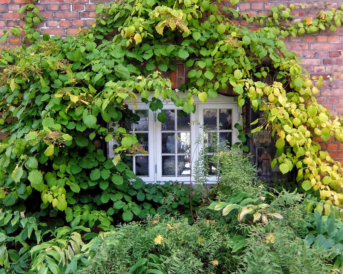 Riamolde's tweet photo. #oslo #mylove! This is #damstredet in #oktober #visitoslo #visitnorway #windowlove https://t.co/HHRZIbgfyI