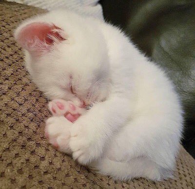 jungkookgotkun's tweet photo. น้องๆๆ https://t.co/zElZvIaJWv