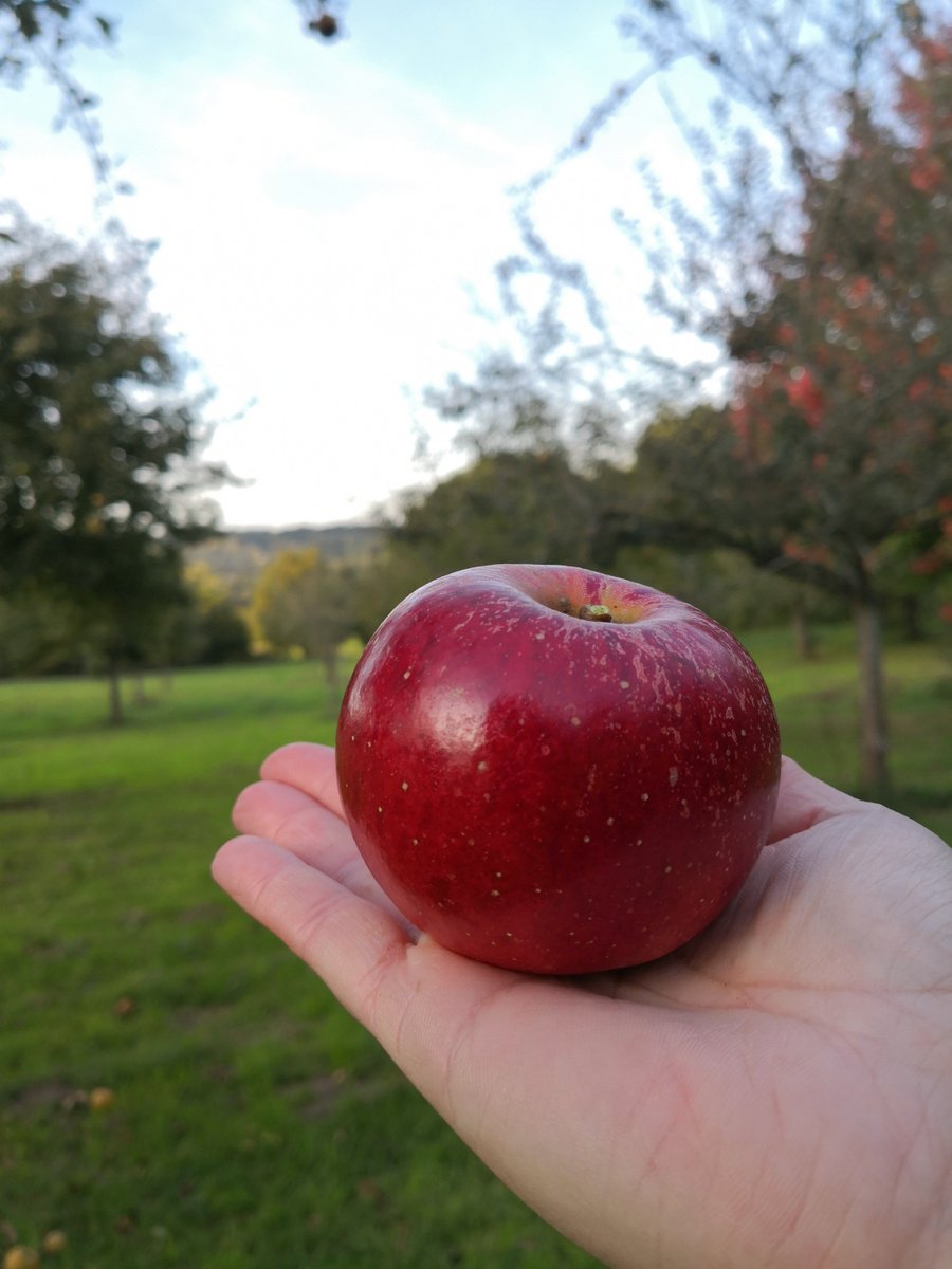 FruitvegEUROPE's tweet photo. "The Pleasure of Eating European Apples" 
❤️🇪🇺🍎🍏

#WeLoveEUFV #EnjoyEatingEU https://t.co/dLI9sD9ik2