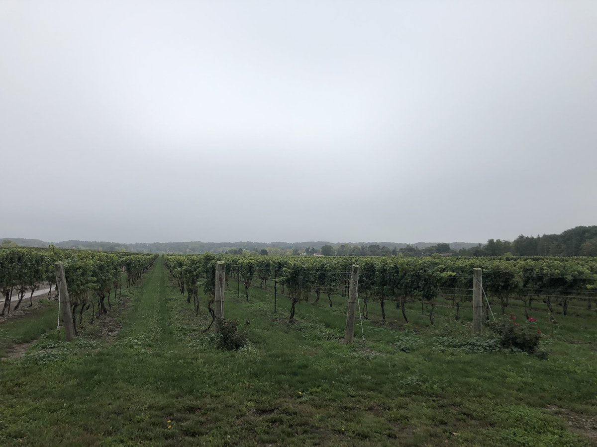 Ontario Wines tweet media