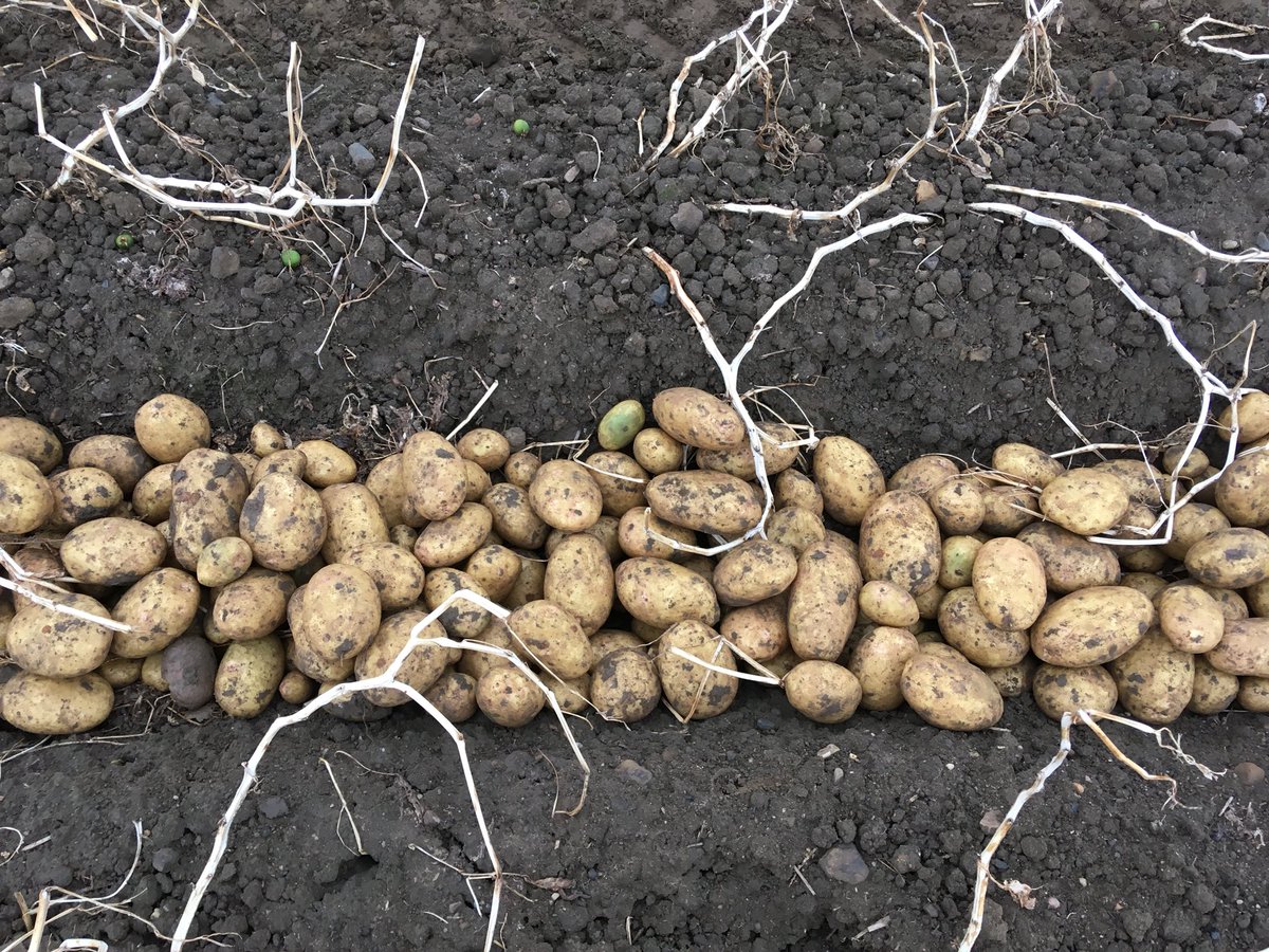 wdp52's tweet photo. #Nectar #potato18 https://t.co/QLMZu1ELOL
