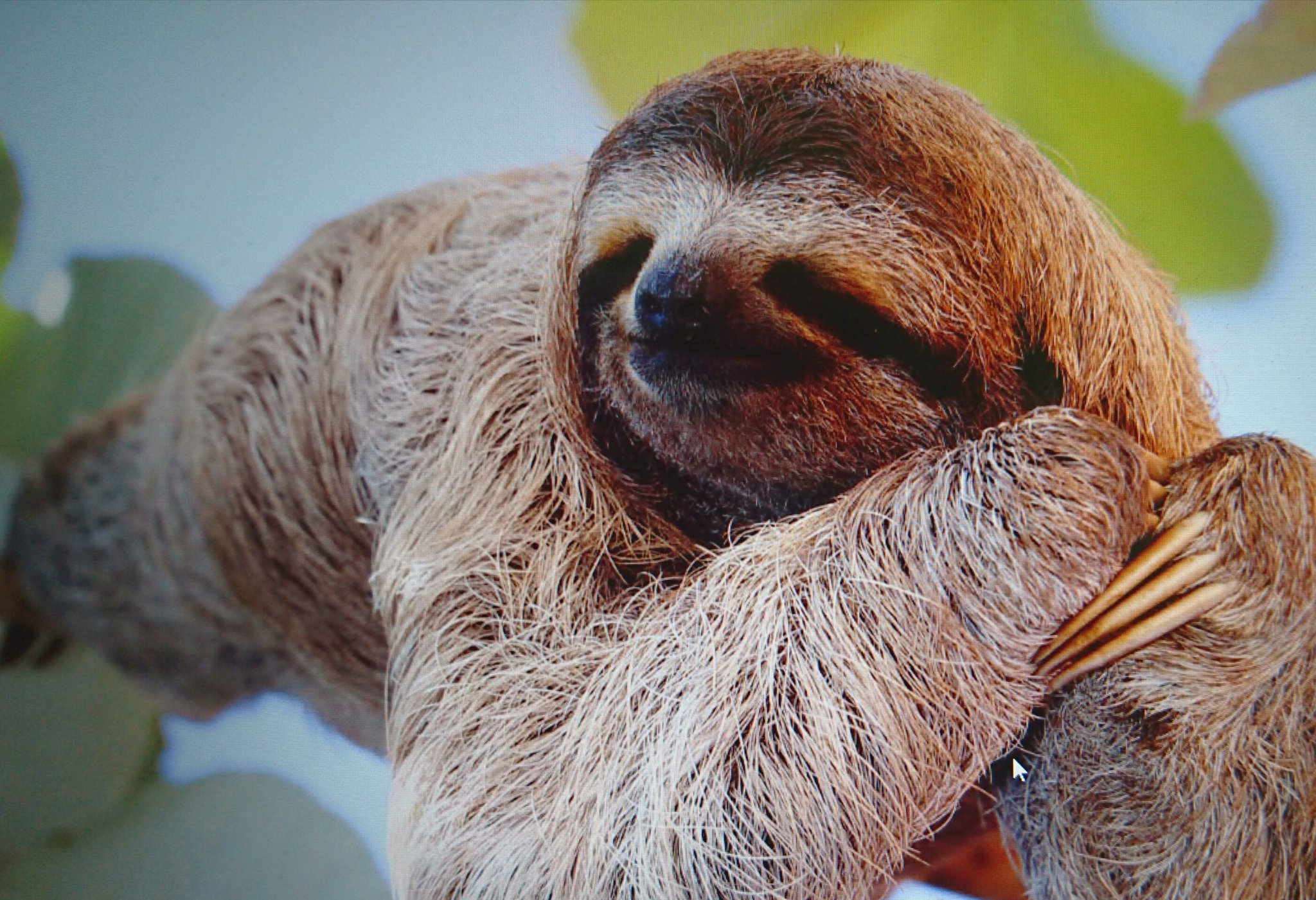 ナマケモノです On Twitter 5度寝と言うべきか ずっと寝てたと言うべきか ナマケモノ じみけも 連休の正しい過ごし方