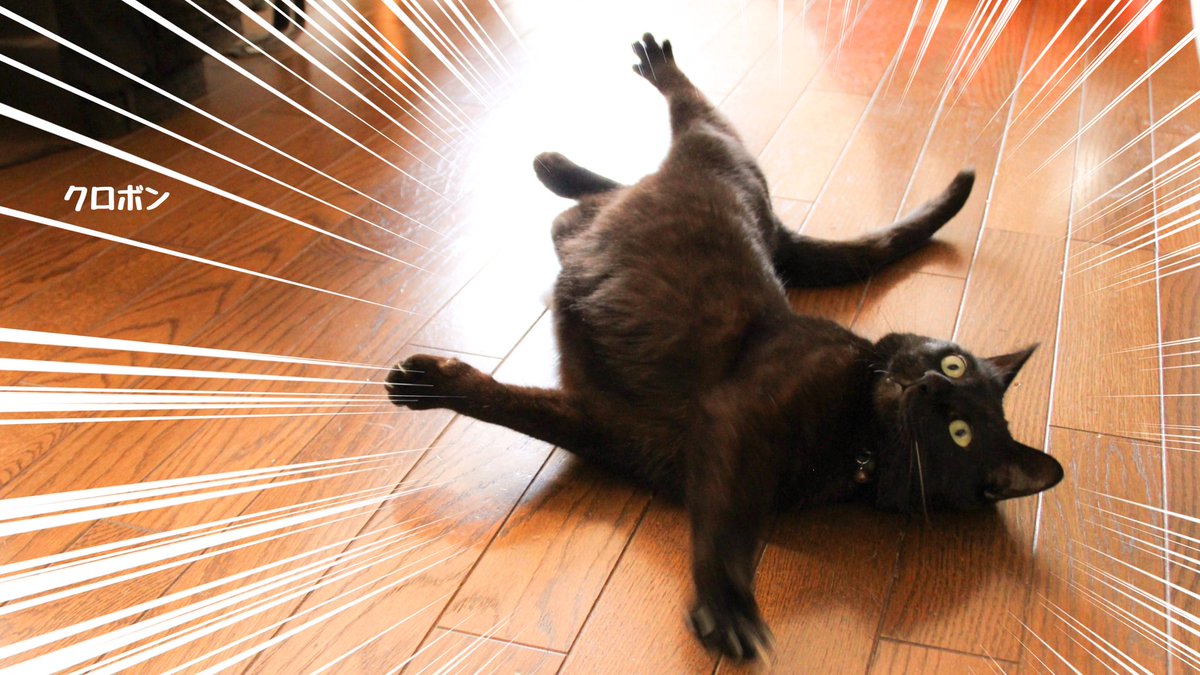 ユウ 黒猫がインスタ映えしない という理由で手放されるという 初耳学での話はイギリスの話しで イギリスの人達も そりゃないよね っていうのを含めてイギリスの人達が 黒猫の魅力を知って欲しいとした日が 全英黒猫の日 10 27 です 日本でも便乗して ユウ 黒猫がインスタ映えしない という理由で手放されるという 初耳学での話はイギリスの話しで イギリスの人達も そりゃないよね っていうのを含めてイギリスの人達が 黒猫の魅力を知って欲しいとした日が 全英黒猫の日 10 27 です 日本でも便乗して