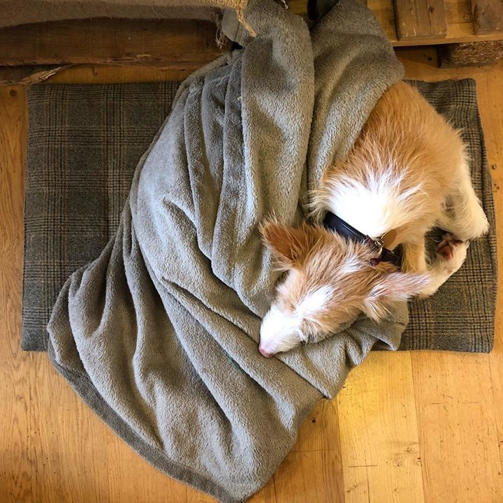 mr_eion's tweet photo. Monday. Blanket weather.
.
.
.
.
#shopdog #coffee #coffeetime #instacoffee #mreion #coffeeroaster #roaster #specialtycoffee #stockbridge #edinburghcoffee #shoplocal #coffeegram #boutique #coffeelover #coffeeoftheday #caffeine #coffeesample #coffeeshopc… https://t.co/m2hubyQEJs https://t.co/zC2QeIHdkU