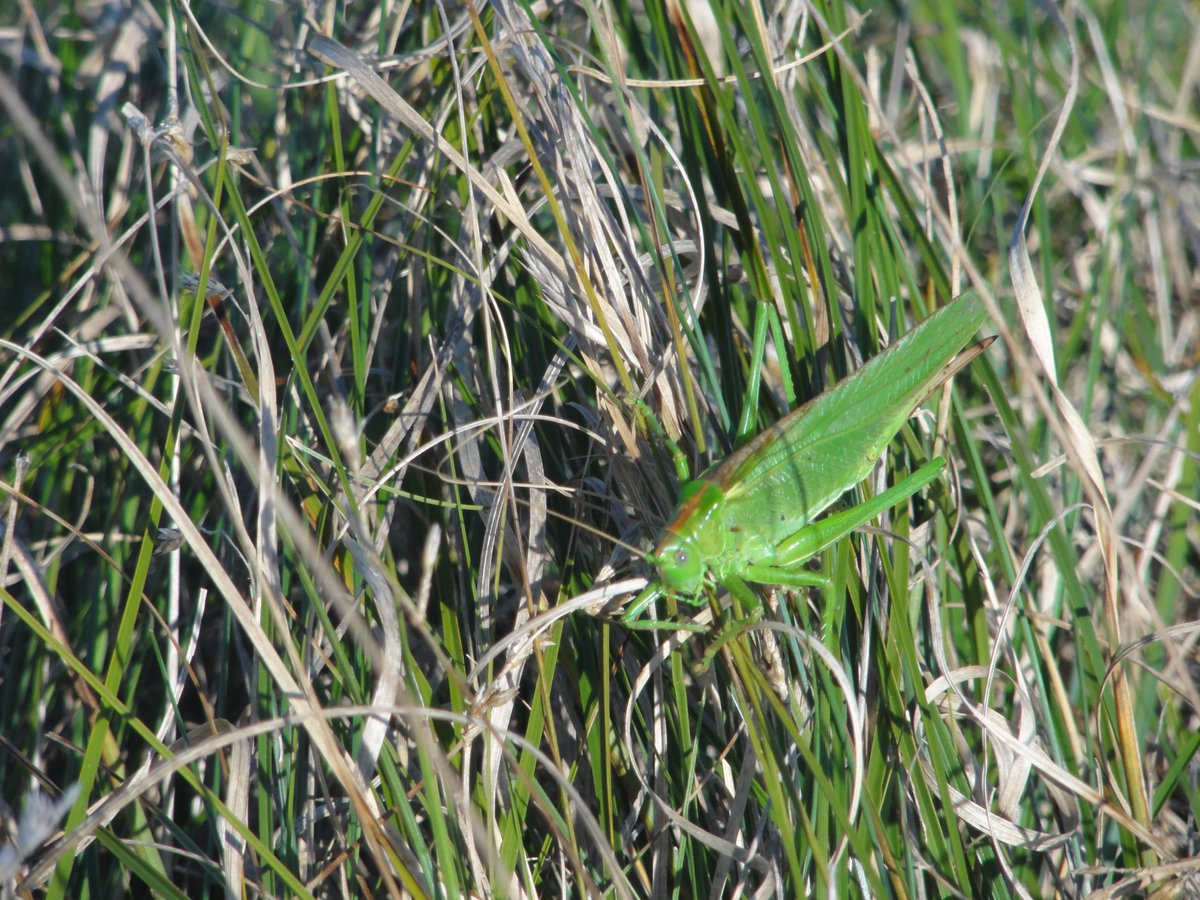 swamphound tweet picture