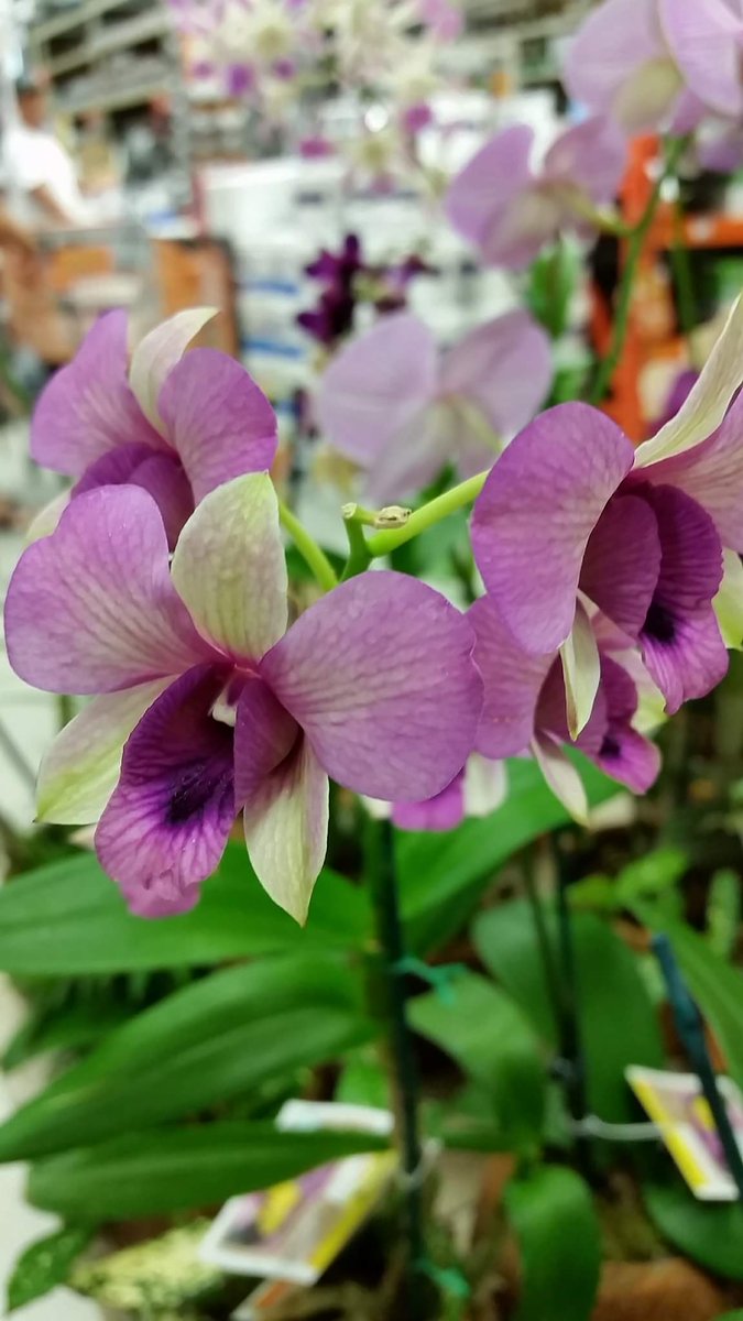 pinatasbyedith's tweet photo. #orchids #prettyorchids https://t.co/Y6Ox9qMnaW