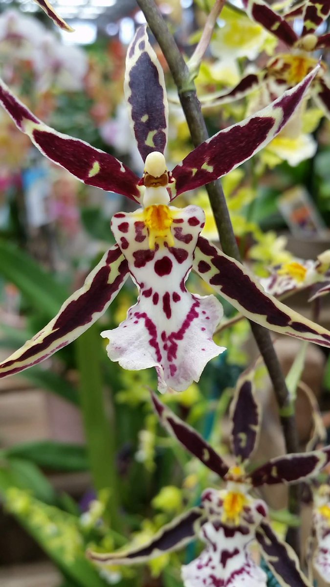 pinatasbyedith's tweet photo. #orchids #prettyorchids https://t.co/4SjzWYvovk