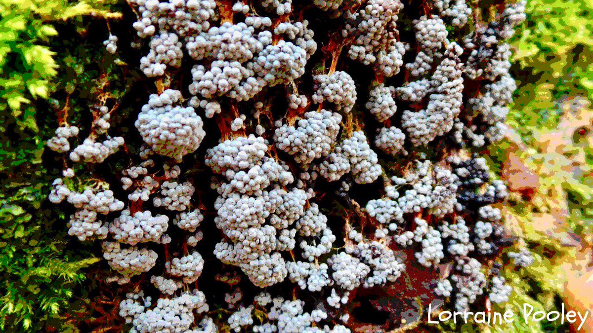 SaveOurSparrows's tweet photo. Itโs #ukFungusDay & guess where I am? ๐๐๐๐งโโ๏ธ
Hope you get the chance to go exploring your #woodlands #countrypaths
Be careful where you tread. Some of these #fairy ๐งโโ๏ธsize #fungus are very tiny & precious.
Please enjoy and #donotforage & Rob others of the Joy ๐ https://t.co/KSTeglVK2a