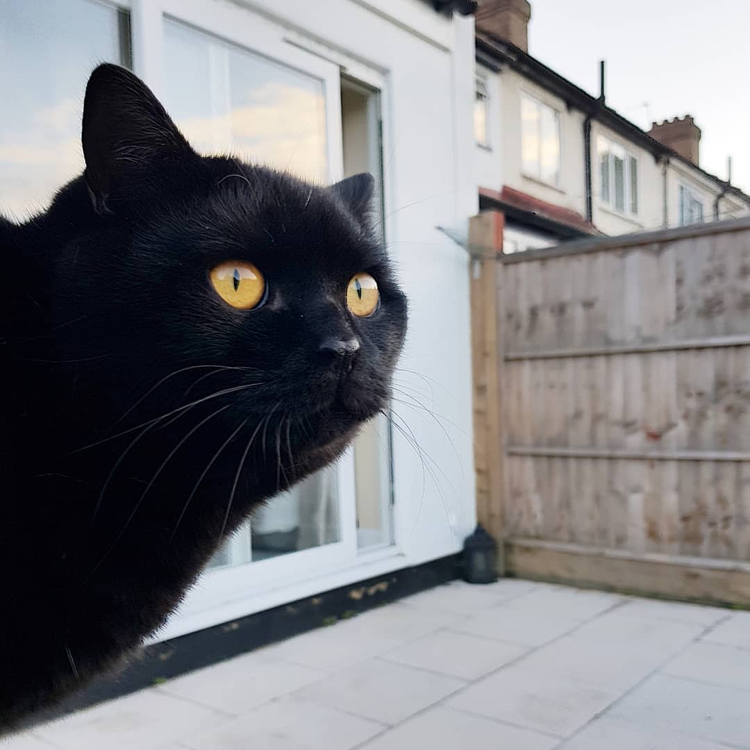 Hello #caturday I've been waiting all week for you 🖤