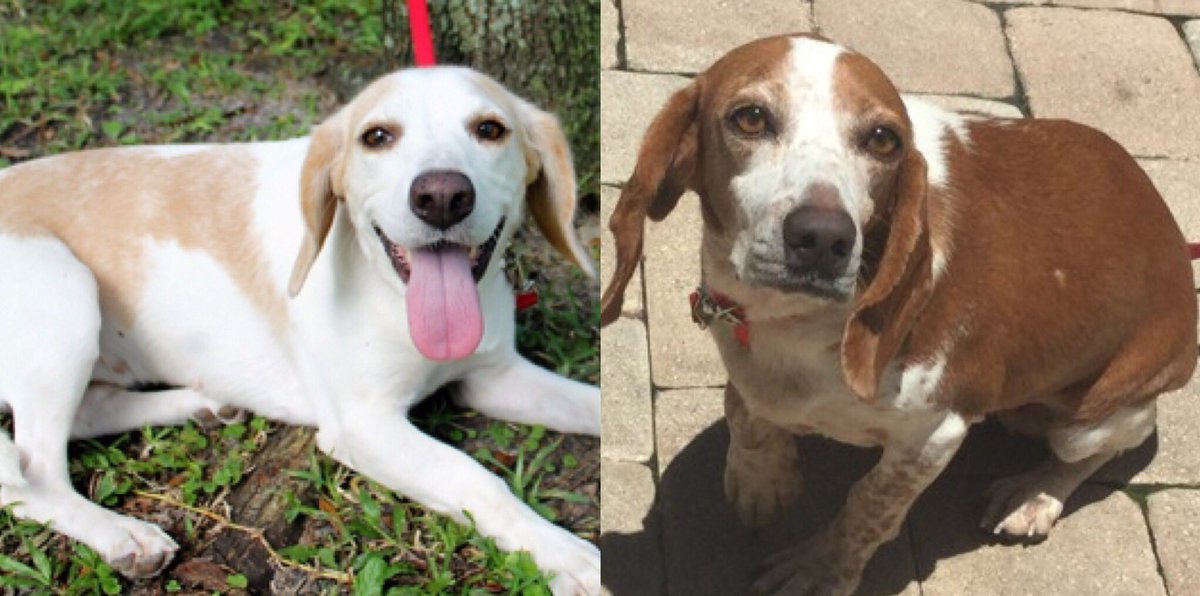 BeagleRescue's tweet photo. These lovely ladies are adoptable. They are loving, beautiful and guaranteed to make you smile every day! https://t.co/wwbF33hRYs https://t.co/VuQNpxENm5