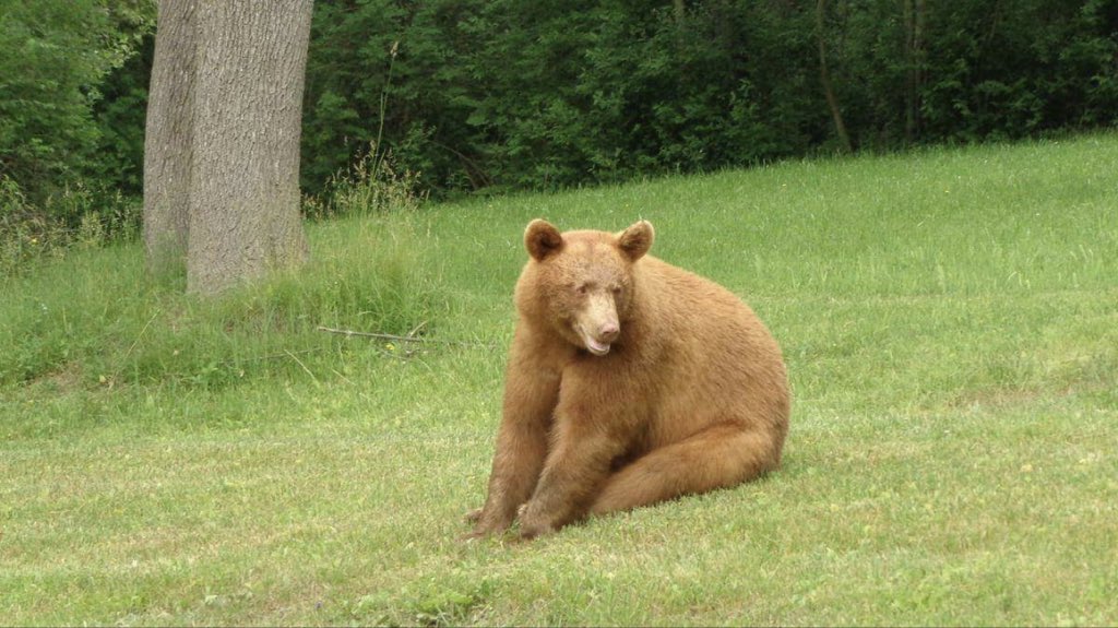 iSeeMammals's tweet photo. @wildlifeDZeco Never saw one, but heard of them anecdotally in my NY Masters study area (Steuben county area) before @iSeeMammals though! Photo here is by a Bob Corneau shared with @FLLandTrust in Aug 2017 on Facebook! https://t.co/c29mmlotE0