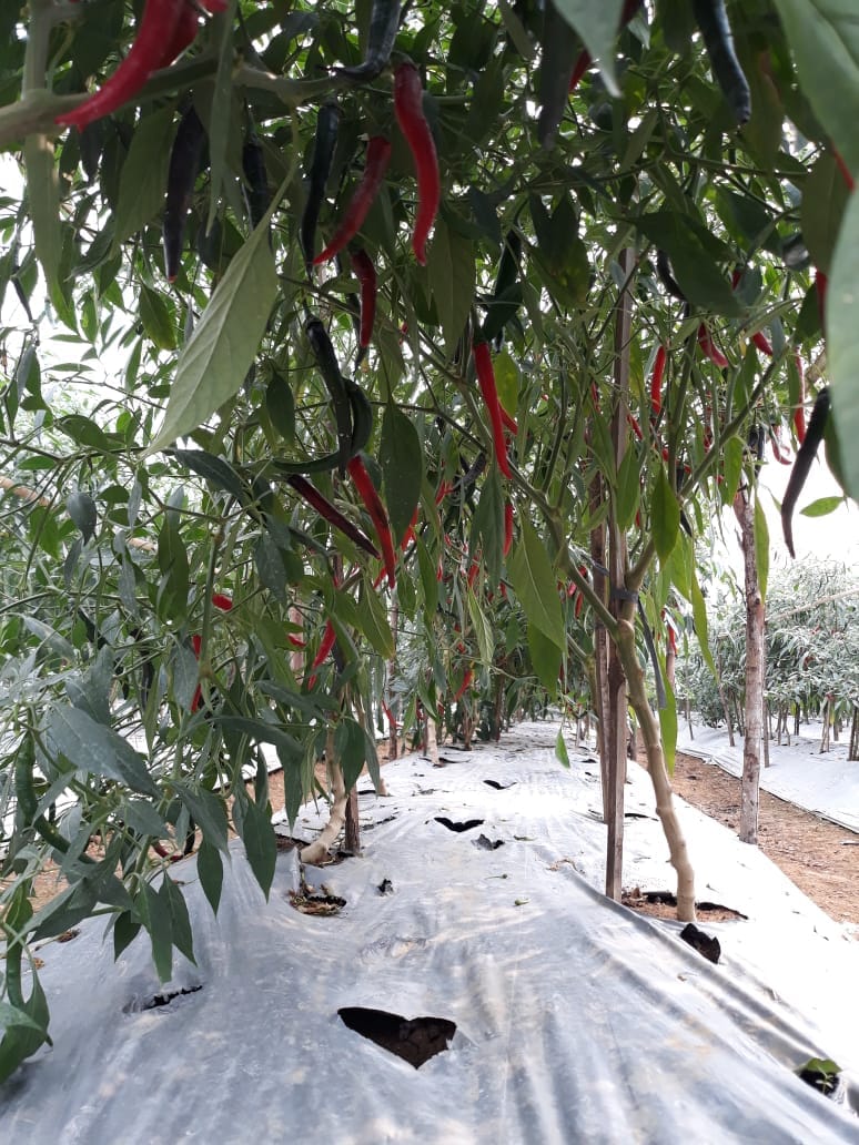 dpkppandeglang's tweet photo. Kegiatan akhir pekan Bidang Hortikultura Panen Cabai Merah seluas 2.8 Ha di Desa Pamarayan, Kecamatan Jiput πΈ @henisupiani @utaymuhtar @herieyssofian #panen #cabai #keriting #merah #hortikultura #prtanian @Hortikultura21 https://t.co/U7KK96y21h