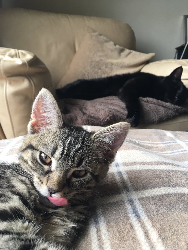 KJB1844's tweet photo. #Caturday https://t.co/LK5pb5IjCl