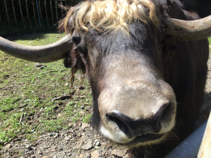 ヤクのいる動物園は 飼育展示動物園とヤク情報まとめ アリエスコム Ariescom
