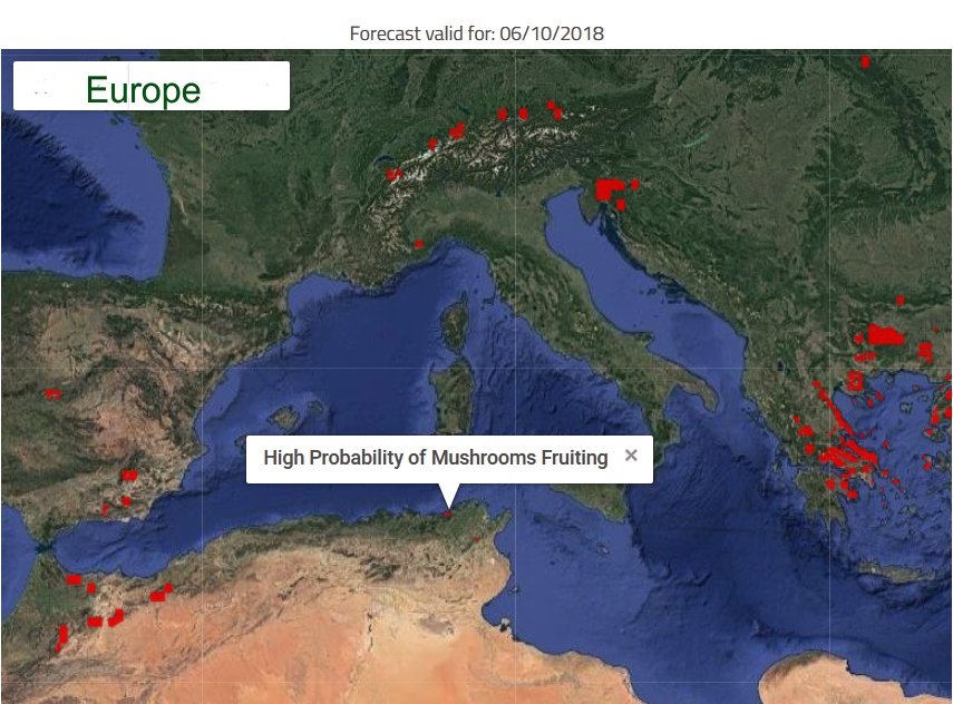mushring's tweet photo. Awesome mushroom weekend for Southern Europe and North West Africa! ππ€οΈhttps://t.co/lqlCykCkkZ
#mushrooms #fungi #forecasta #map #Europe #Arfica #Asia #weekend #today #October6 https://t.co/enmwS65TaU