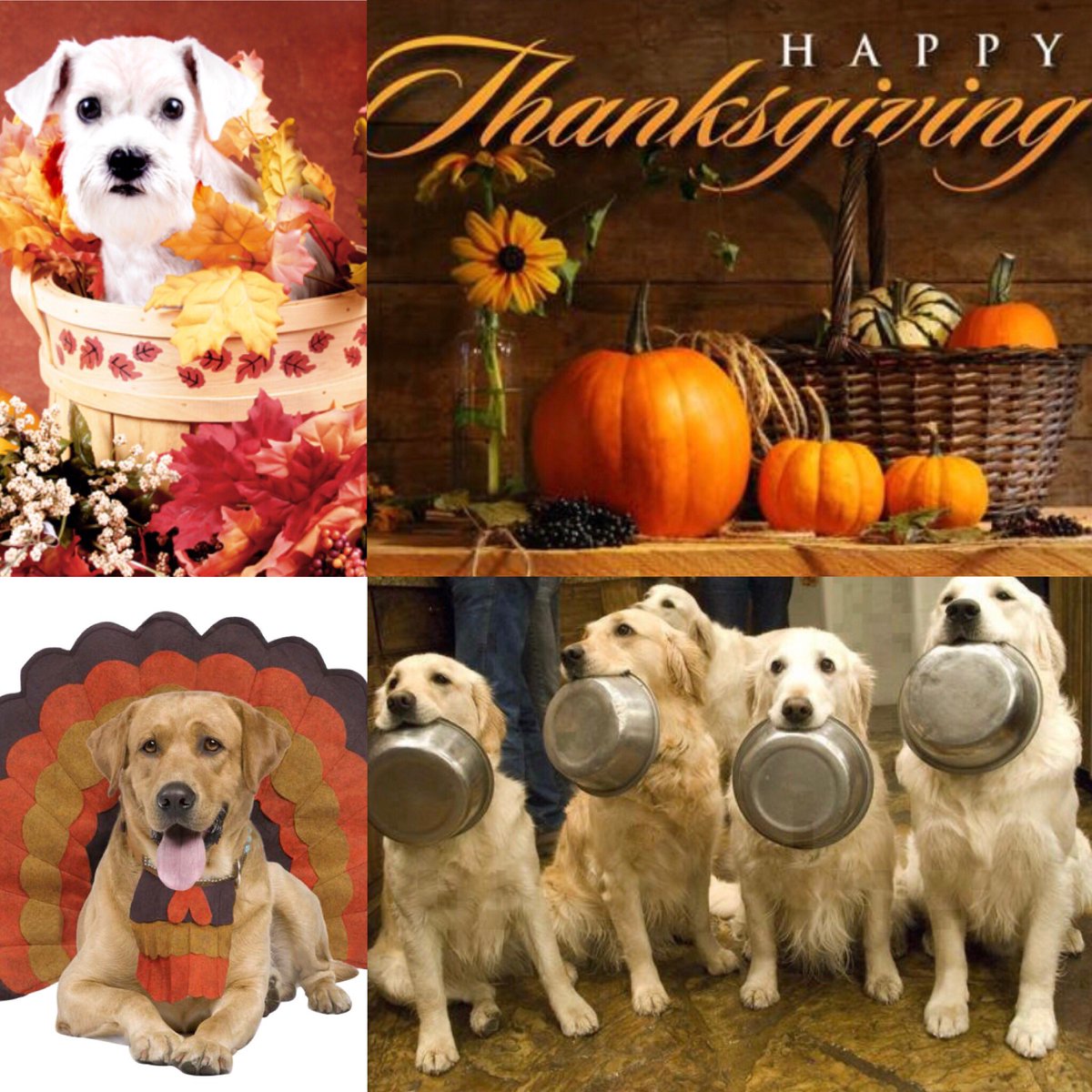 Collection 103+ Wallpaper Happy Thanksgiving Images With Dogs Sharp