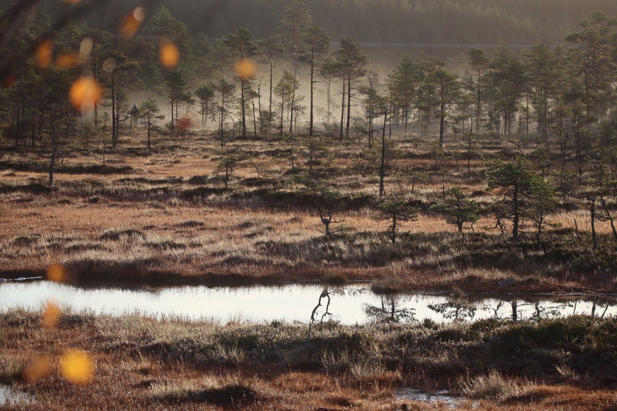 HeliNukki's tweet photo. Kosteutta henkivÀ suo.
Pakkasen huurtama maa.
KÀkkyrÀisen pienet mÀnnyt.
Ruskassa hehkuvat koivut.
MÀttÀÀllÀ kujertelevat teeret.
Taivaalla raakkuva korppi.
#minunaamuni #suo
#canonsyksy #eosm50
#Isoneva #Pomarkku https://t.co/WGtk0ZYpi4