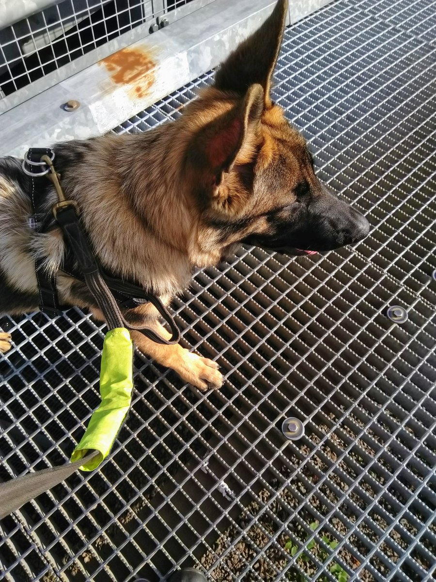 Nordic_K9's tweet image. Doesn&apos;t seem like a big deal but it&apos;s very important that the pups walk on challenging surfaces. #OpenGrid