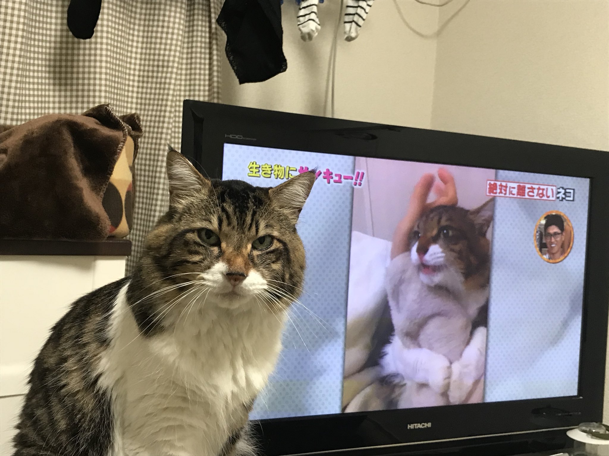 画像 昨日 生き物にサンキュー の録画をマルッと見直してたら自分の紹介シーンで本人降臨 そしてこの顔である T Co Rto7qryav5 Matomehub まとめハブ 画像 昨日 生き物にサンキュー の録画をマルッと見直してたら自分の紹介シーンで本人降臨 そしてこの顔である T Co Rto7qryav5 Matomehub まとめハブ