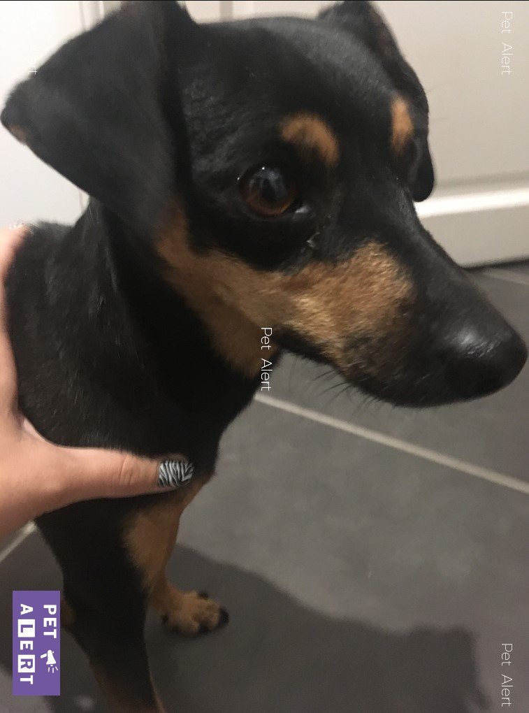 Missing Animaux 81 On Twitter 061018 Trouvé Chien Noir