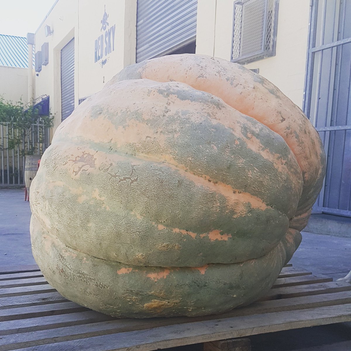 Red Sky Brew tweet media