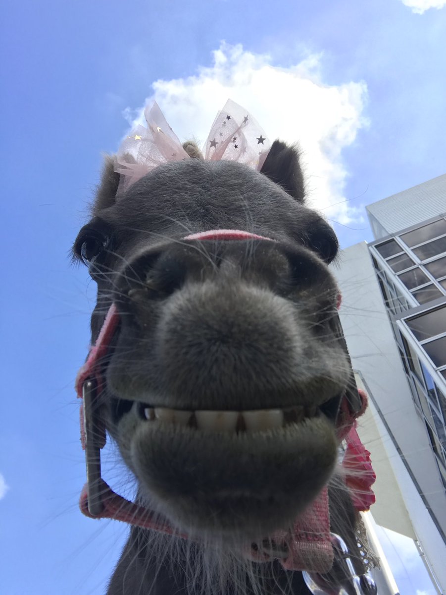O Xrhsths がーちゃん Sto Twitter ででん 小梅 ミニミニクラブ 大井競馬場 お客様mega感謝デー O Xrhsths がーちゃん Sto Twitter ででん 小梅 ミニミニクラブ 大井競馬場 お客様mega感謝デー