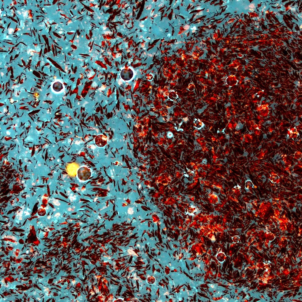 Calista Records tweet media