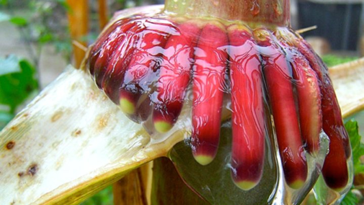 kevinfolta's tweet photo. Researchers have discovered a type of corn in Mexico that can fertilize itself from air. Amazing story.  @ucdavis @ASPB https://t.co/8AyfWX5A7l https://t.co/GJfNNluGkx
