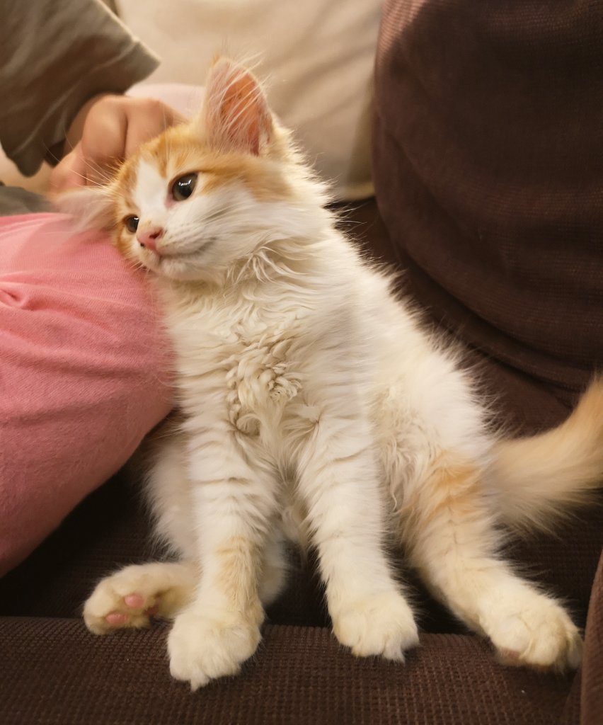 MyzonedrOnG's tweet photo. Bonding time. With Fluffy. #KucingkamiABCD #huaweip20pro #cat #catinthehouse https://t.co/W1gOI7mGpl