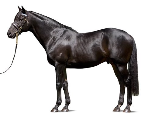 BreedWatchOC's tweet photo. #Domesday (Pic 1) by #RedRansom (Pic 2)
#Sire of #Extrabrut
@AquisFarm' https://t.co/c8w05U63Jl