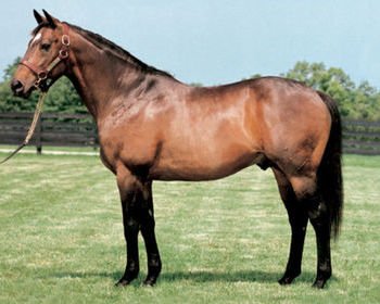 BreedWatchOC's tweet photo. #Domesday (Pic 1) by #RedRansom (Pic 2)
#Sire of #Extrabrut
@AquisFarm' https://t.co/c8w05U63Jl