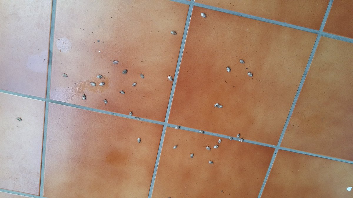 No3bios's tweet photo. @ViladecansTweet #Ajuntamentviladecans Podeis hacer algo? Cada dia mato unos 15 en mi galeria y me estan anidando dentro de las persianas de mi balcon! Gasto unos 3,4 botes de insecticida a la semana para matarlos.Ya no sé como pediros que fumigueis los árboles de la crta de barcelona 72,74 y 76 https://t.co/0ZuUjCWoaX