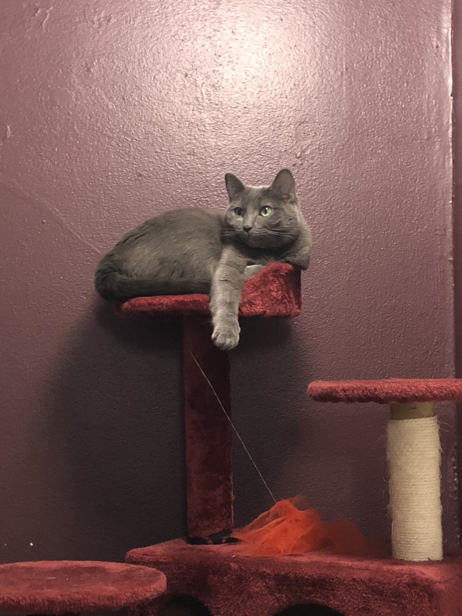 A_affirmations's tweet photo. Pulling out the high pole #powerpaw for this #Caturday #powerpawtothepeople at least until the senate sets us back decades and makes women second class citizens again. #CatsOfTwitter https://t.co/Hh081wVoFI
