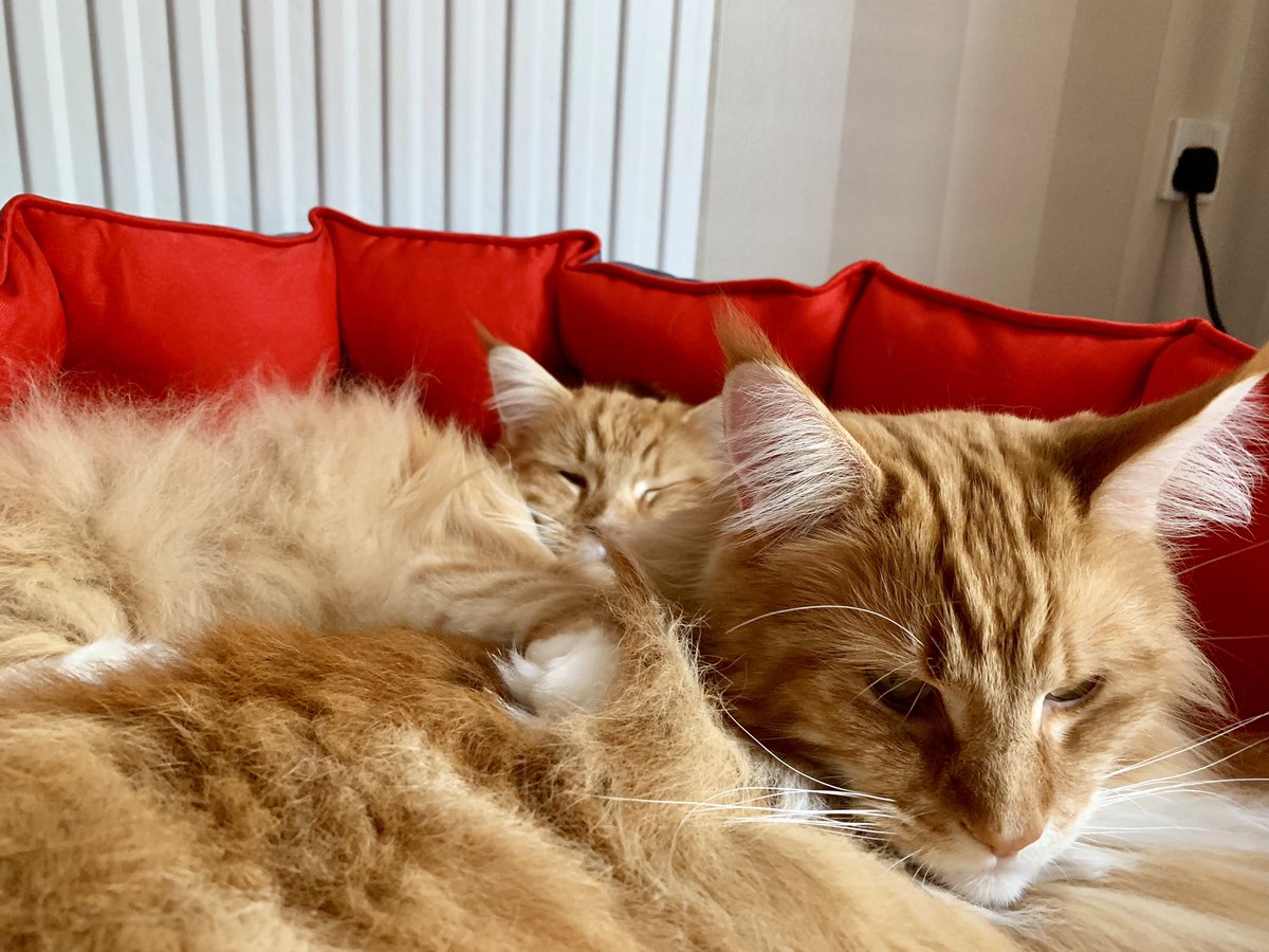 Presenting a big ol’ basket of double trouble ginger floof for your viewing pleasure this #Caturday!! Have a great weekend everyone! 😸😸🦁🦁 #teamfloof