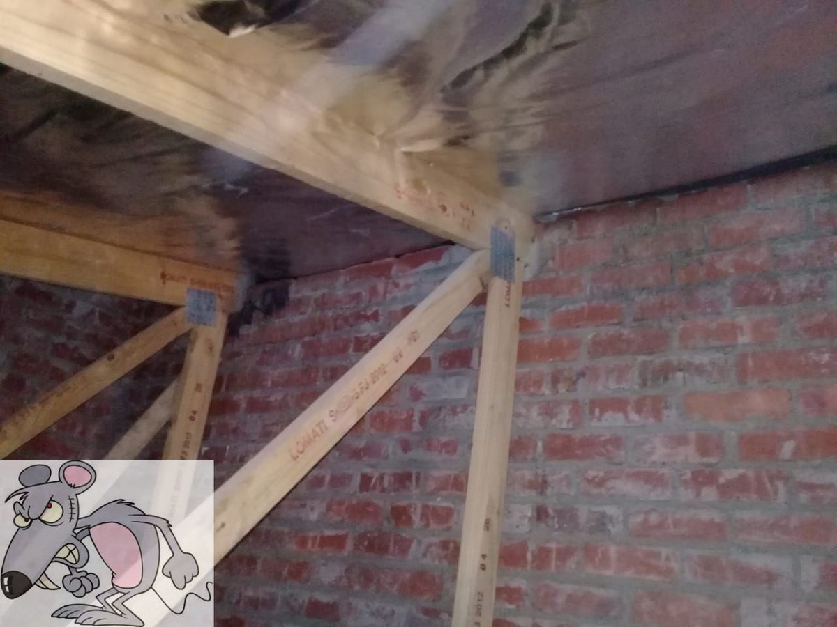 Roof Rats On Twitter What We Found Today Bats Are An Essential